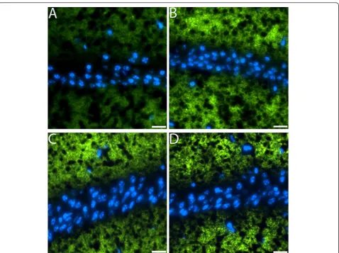 Figure 5 Decrease in synaptophysin in mice injected with tau oligomers. Brain sections were stained with antibody to the presynapticmarker synaptophysin (green) nuclear staining with DAPI (blue)