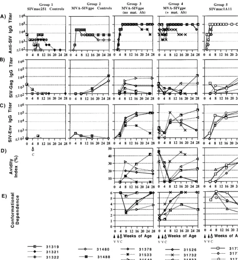 FIG. 3. Measurements of quantitative and qualitative antibody responses in infant macaques orally inoculated with SIVmac251