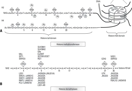 Fig. 1.Schematic of histone modifications and modifiers.  (A) DNA is compacted in the nucleus