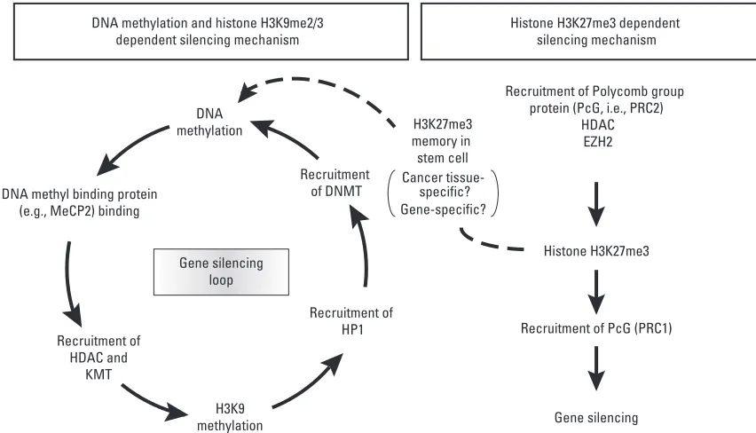 Fig. 3. Two distinct histone modifications for gene silencing in human cancers. In cancer cells, interactions between DNA methylation and histone H3K9 methylationhave been observed, which may contribute to forming and reinforcing a silencing loop leading t