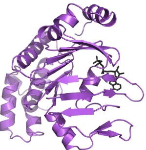 Figure 1.2. The structure of the histidine ATP-binding subunit HisP (in purple), solved in 1998