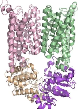 Figure 1.3. The structure of the first complete ABC transporter, the vitamin B-12 transporter from E