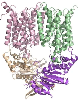 Figure 1.5. The structure of the metal-chelate type transporter HI1470/1.  This transporter, a homolog of BtuCD, was found to be in the inward-facing conformation, with key differences in the placement of helices in the transmembrane domain (pink and green