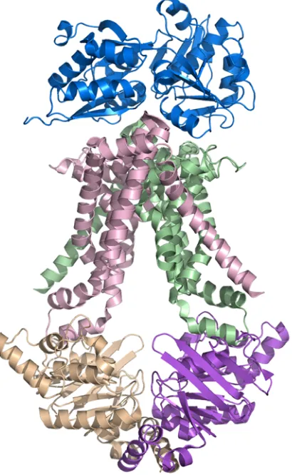 Figure 1.6. The structure of the ModA-ModBC complex.  This interesting structure revealed a novel transmembrane domain consisting of only six transmembrane helices (pink and green) as well as a new relative orientation of the ATPase subunits that were furt