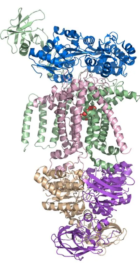 Figure 1.7. The structure of the complete maltose transporter, MalFGK, in complex with the maltose binding protein