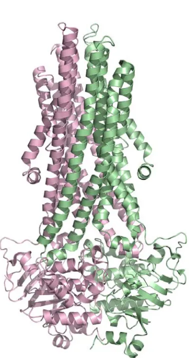 Figure 1.8. The structure of the multidrug exporter SAV1866 from S. aureus.  The complete structure is composed of two half-transporters (pink and green) that each possess a transmembrane domain and an ATPase domain