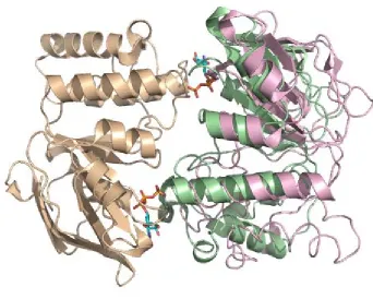 Figure 1.9. A comparison of two conformations of the MalK dimer.  The overlay of one subunit (shown in tan) allows the differences in the relative placement of the opposing subunit (ATP-bound state in green, non-nucleotide form in pink) to be highlighted