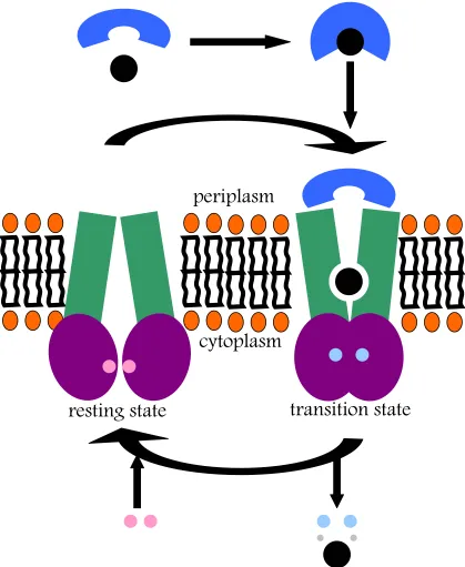 Figure 1.11. A schematic of the suggested mechanism of an ABC importer.  In the resting state, the inward-facing transporter can bind ATP (pink spheres)