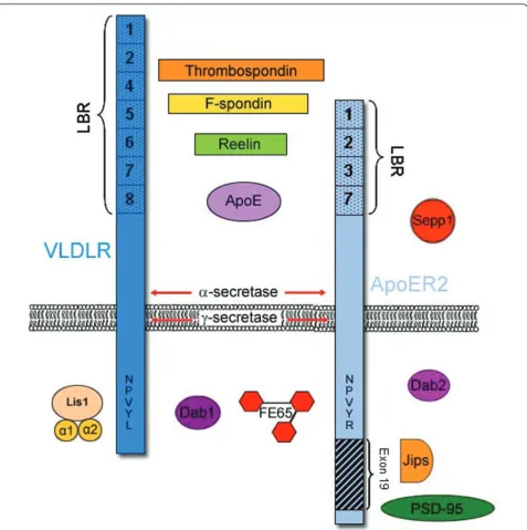 Figure 2 VLDLR and ApoER2 interacting proteins. Some of the extracellular and intracellular proteins that interact with VLDLR and ApoER2are indicated.