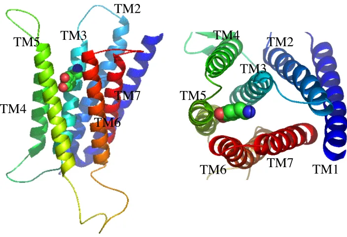 Figure 3-2. Predicted binding site of Dopamine (shown in sphere) in the predictedstructure of human dopamine D1 receptor.