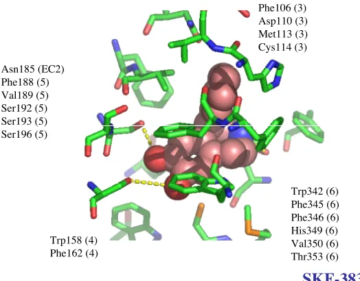 Figure 4-11. The 5.5 Å binding site of SKF-38393 to the human D3 dopamine receptor.The numbers in the brackets indicate the TM helices to which the residues belong to.