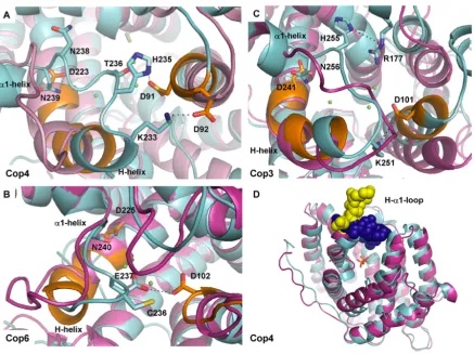 Figure 6. Homology models of (A) Cop4, (B) Cop6, (C) Cop3, and (D) superimposed 