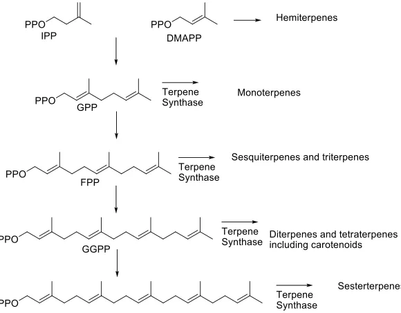Figure 2. Terpene Biosynthetic Pathway. 
