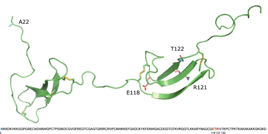 Figure 4. Molecular model of MK depicting the cleavage sites AL and SA, respectively. Fragments generated after cleavage with AL andSA, respectively, were characterized by N-terminal protein sequencing combined with mass spectrometry