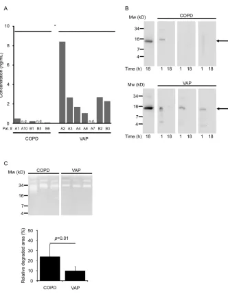 Figure 5. Detection and stability of MK in airway secretions from COPD and VAP, respec-0.030, as determined by the Mann-Whitney U test)