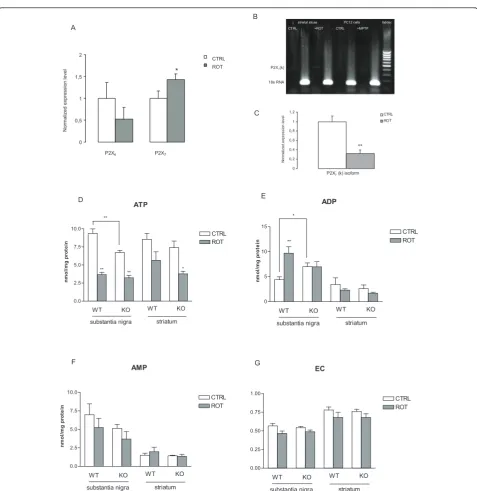 Figure 5 The effect ofpairs produced amplicons are present in striatal slices. The gel is 1.5%, 1× TBE buffer