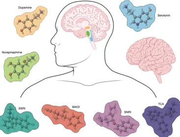 Figure 4. Assets page showing the two brains, the neurotransmitters, the drugs, brain regions, 