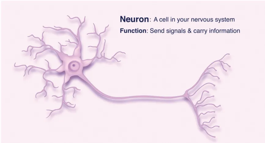 Figure 14. Still shot from animation where neurotransmitters were decribed. 
