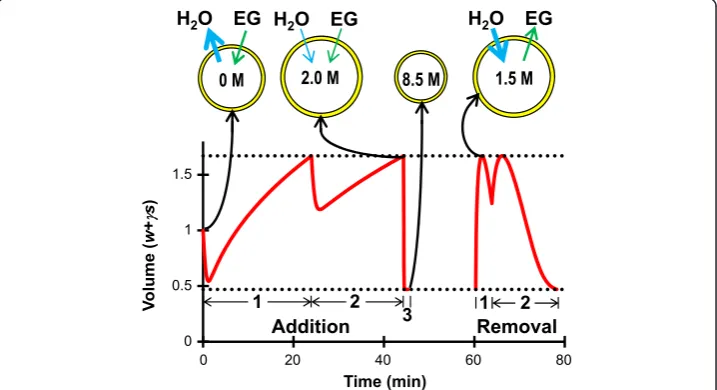 Figure 5 Addition and removal of 8.5 mol/L EG using the methods indicated with asterisks in Table 2.The intracellular EG concentration (in mol/L) and transmembrane fluxes of water and EG are illustrated atseveral points in the CPA addition and removal proc