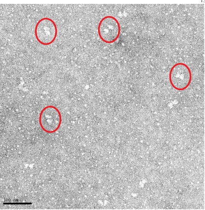 Figure 16. Initial observation of mouse PIEZO1-GST on Formvar-Carbon 