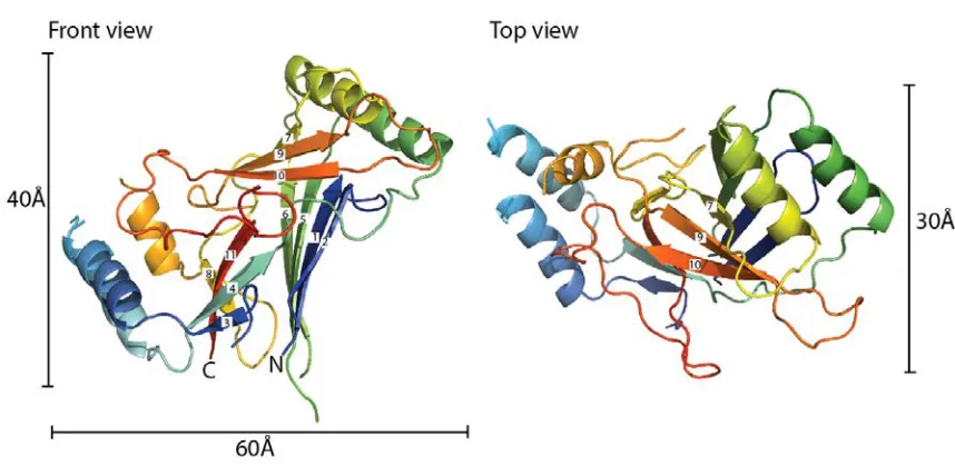 Figure 2. Structure of the wild type C. elegans CTL2 domain. The structure of the wild 