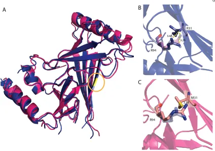 Figure 4. Superposition of wild type and M31R substituted CTL2 domains. (A) 