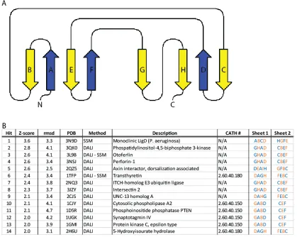 Figure S3. Comparison of the beta strand connectivity of the Piezo CTL2 domain to 