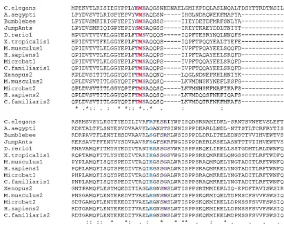 Figure S4. Multiple sequence alignment of Piezo homologs around the M31 mutation 