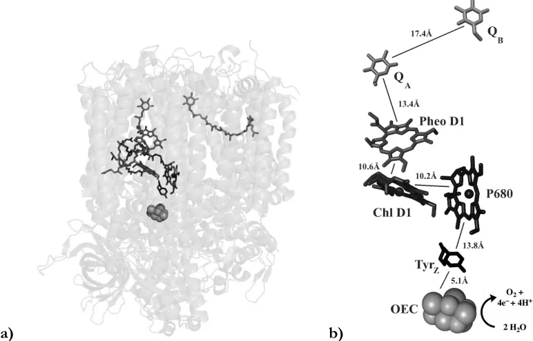 Figure 1.1 Electron transfer pathway shown in the overall PSII structure given by the 1.9Å diffraction data.2b (a) distances (b) aliphatic tails of the quinones, PheoD1, and  