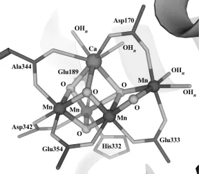 Figure 1.3. The oxygen-evolving complex as described by the 1.9 Å resolution crystal 