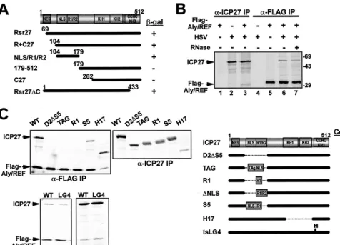 FIG. 1. ICP27 interacts with Aly/REF. (A) The coding region of ICP27 is shown schematically, including the leucine-rich putative NES, NLS,two arginine-rich regions (R1 or R2), three putative KH domains, and a zinc ﬁnger-like motif (CHCC)