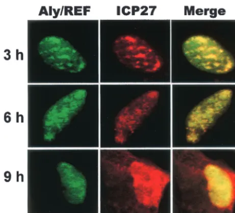 FIG. 2. Aly/REF colocalizes with ICP27. RSF cells were trans-fected with pEGFP-Aly/REF and were infected with HSV-1 KOS 24 h