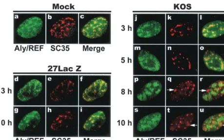 FIG. 3. Aly/REF colocalization with splicing factor SC35 is altered during HSV infection