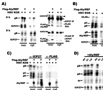 FIG. 4. Overexpression of Aly/REF facilitates export of viral intronless mRNAs.control vector plasmid and were infected with HSV-1 KOS