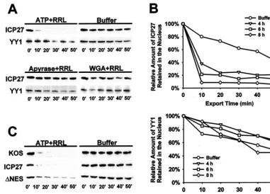 FIG. 5. An in vitro nuclear export assay to quantify ICP27 export. (A) RSF cells infected with KOS for 6 h were permeabilized by addingdigitonin