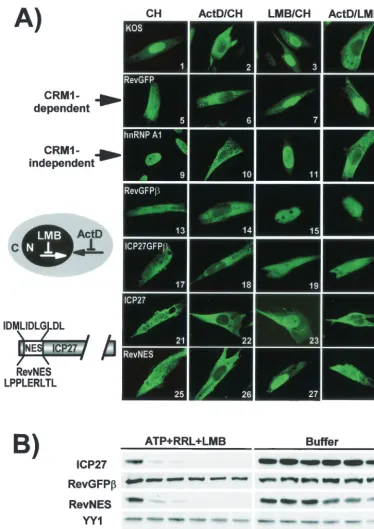 FIG. 6. Export of ICP27 is not sensitive to LMB (A) RSF cells were infected with HSV-1 KOS for 6 h (panels 1 to 4 and 9 to 12) or werewith anti-ICP27 (panels 1 to 4 and 21 to 28) and anti-hnRNP A1 antibody (panels 9 to 12)