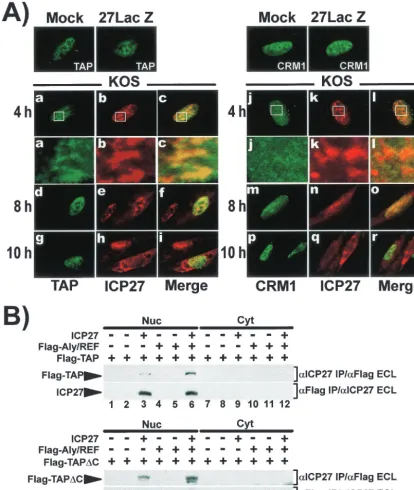FIG. 7. ICP27 interacts with TAP but not with CRM1. (A) RSF cells were transfected with pEGFP-TAP or pEGFP-CRM1 for 24 h and thenwere mock infected, infected with 27-LacZ, or infected with KOS