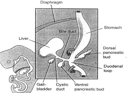 Fig 1: Development of liver and extrahepatic biliary apparatus