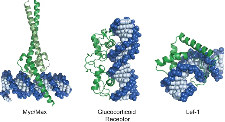 Figure 1.2  Crystal structures of transcription factors bound to DNA. DNA binding domains of transcription factors fall into several families, including basic-helix-loop-helix (Myc/Max, PDB 1NKP), zinc-finger (glucocorticoid receptor, PDB 1R40), and high mobility group (Lef-1, PDB 2LEF).55 