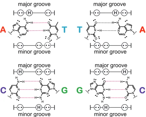 Figure 1.5  Each base pair has a unique stereo-electronic edge in both the major and minor groove.55 Hydrogen-bonding patterns are shown for both the major and minor groove for each of the base pairs