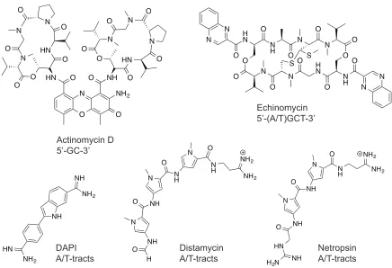 Figure 1.6  Structures of DNA binding small molecule ligands and their preferred binding sequences