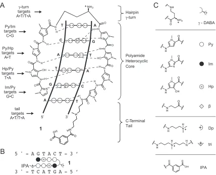 Figure 1.8  Pairing rules for Py-Im polyamide DNA sequence-specificity. A) Hydrogen-bonding pattern of the minor groove is depicted as described above