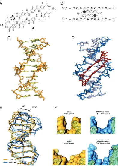 Figure 1.10  Allosteric disruption of major groove by minor groove binding cyclic polyamide.51 A) Structure of cyclic polyamide 4