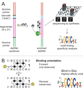 Figure 2.2  A) Scheme of Bind-n-Seq method.GCG30  Polyamide-C