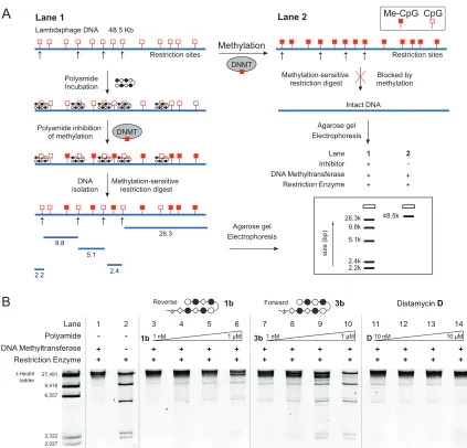 Figure 2.8  A) Scheme of in vitro assay of DNA methyltranferase inhibition.  Generic polyamide shown in ball-and-stick notation, CpG sites represented by red squares