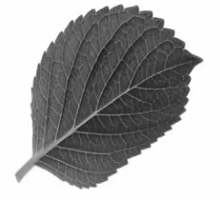 Fig. 1.  Vein structure in a  tree leaf.