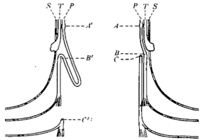 Table 1. The effect of length of nerve on fibre maturation