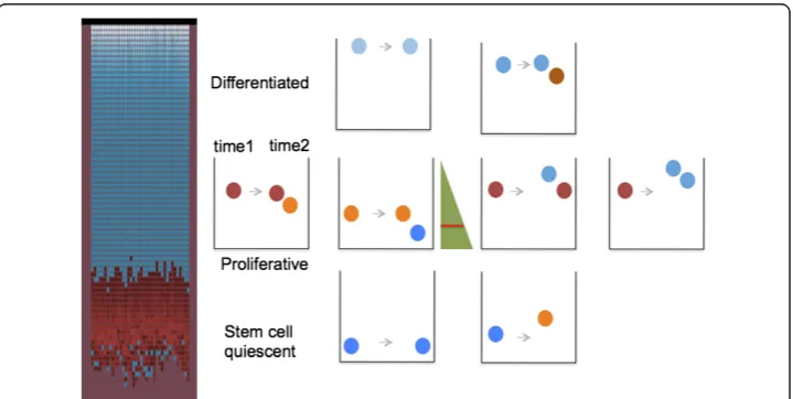 Figure 1 Cell type is determined by a cell’s position in the divide gradient. The virtual crypt is shownon the left
