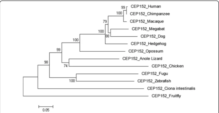 Figure 5 Neighbor Joining (NJ) tree for Human CDK5RAP2 using MEGA5, numbers on branchesrepresent bootstrap values (based on 1000 replications).