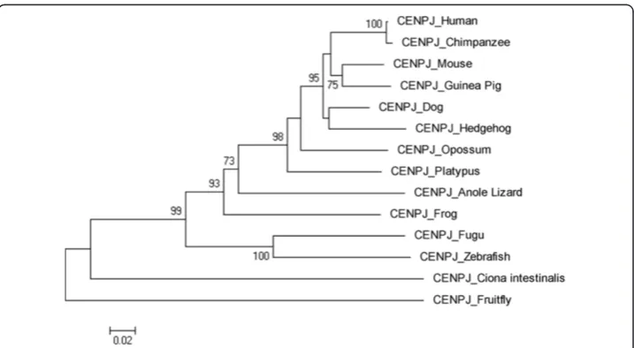 Figure 7 Neighbor Joining (NJ) tree for Human ASPM using MEGA5, numbers on branchesrepresent bootstrap values (based on 1000 replications).